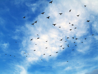 freedom