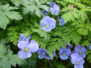 Flowerbed with beautiful blue pansies and green leaves