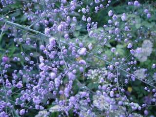 Obraz premium Beautiful, purple, double-flowered Hewitt's Double, Thalictrum delavayi
