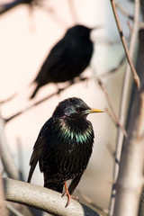 starlings