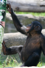 young monkey smiling