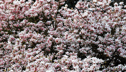 Obraz premium magnolias