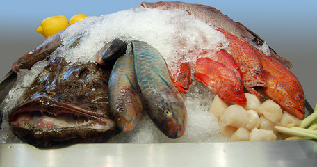 fisch