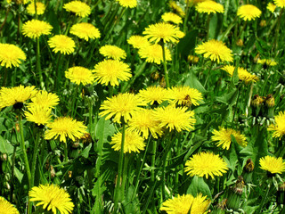 dandelions blossom.