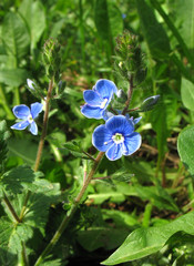 Fototapeta na wymiar veronica dark blue flower.