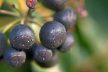 efeubeeren