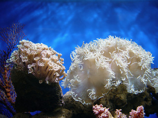 beautiful coral
