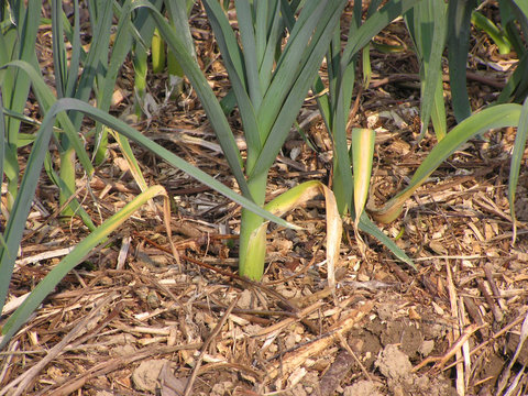 0821 - poireaux en culture brf