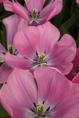 Obraz premium violet flowers