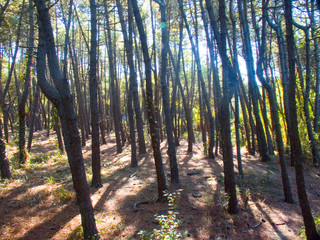 pineta