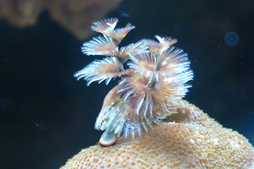 kleine anemone