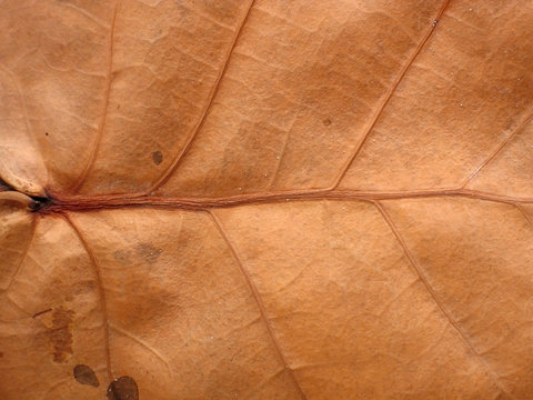 dry leaf background