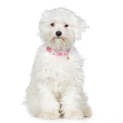 bichon maltais