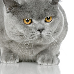 british shorthair