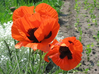 poppy