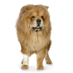 chow chow