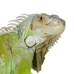 iguane vert