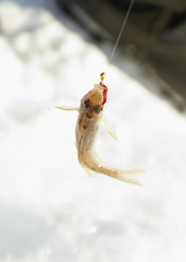 this fish on fish hook