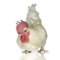 coq
