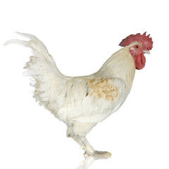 coq