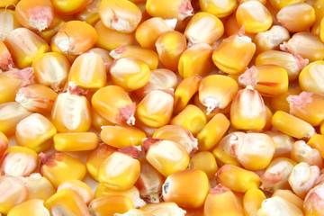 corn berrys