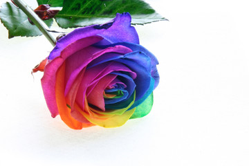 colorfull rose