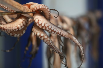octopus from greece i
