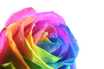 colorful rose