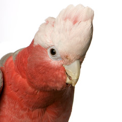 cacatoès rosalbin - cacatoès roseicapilla