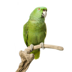 amazone à nuque jaune - amazona auropalliata © Eric Isselée
