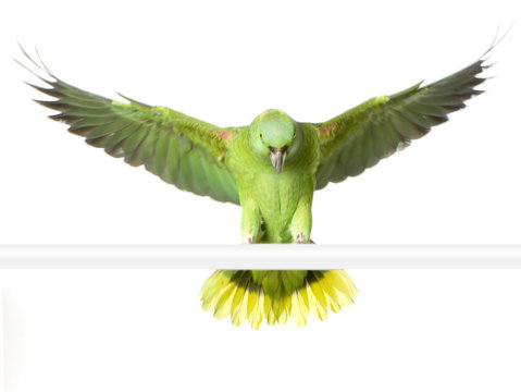 amazone &agrave; nuque jaune - amazona auropalliata