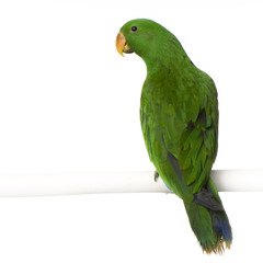 grand éclectus - eclectus roratus