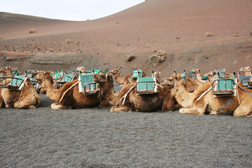 waiting for the tourists