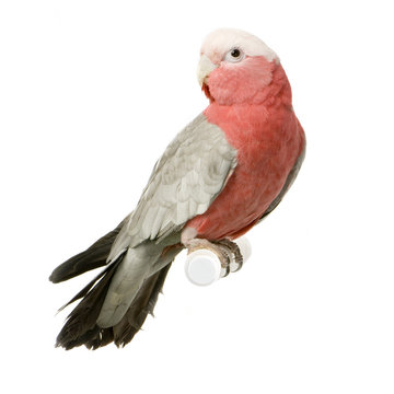 cacato&egrave;s rose albin