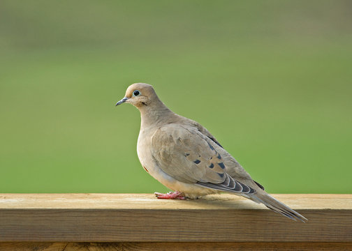 Female Mourning Dove