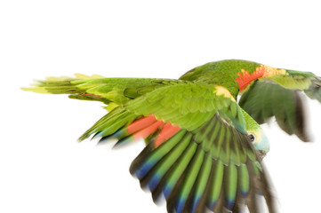 amazone a front bleu