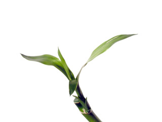 bamboo in the vase