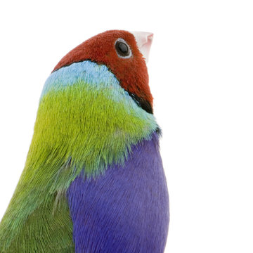 diamant de gould - erythrura gouldiae