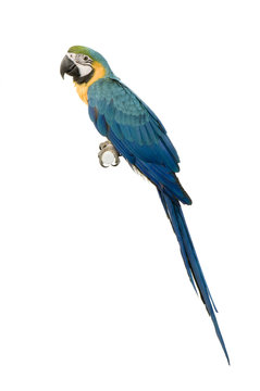 ara arauna