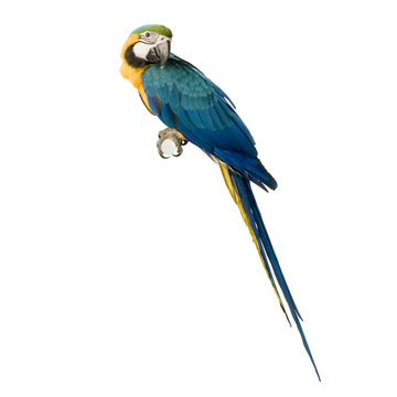 ara arauna