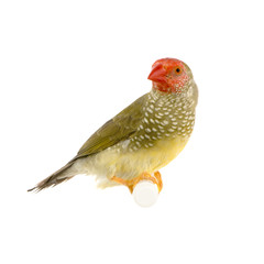 ruficauda