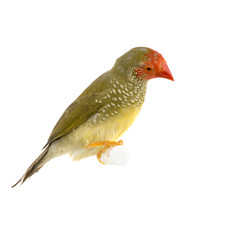 ruficauda