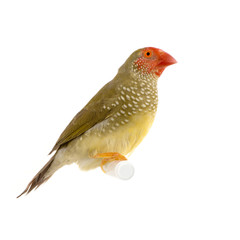ruficauda