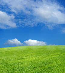wheat field over beautiful blue sky 12