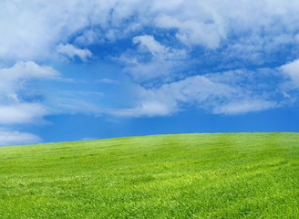 wheat field over beautiful blue sky 13