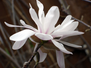 magnolia in spring