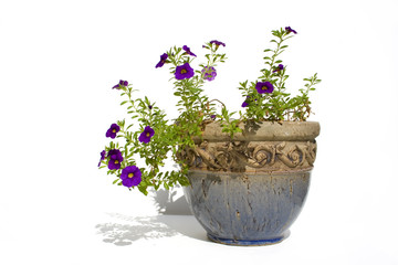 pot of flowers