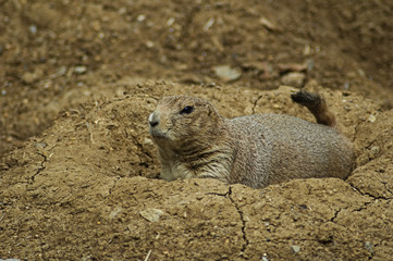 prairie dog