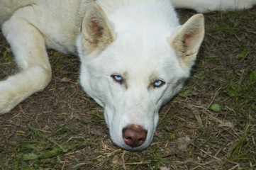 Obraz premium sled dog 1