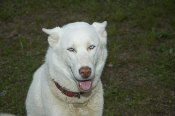 white dog 2